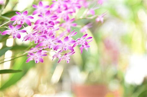 蘭 植物|蘭（ラン）の種類や分類、その育て方について解説